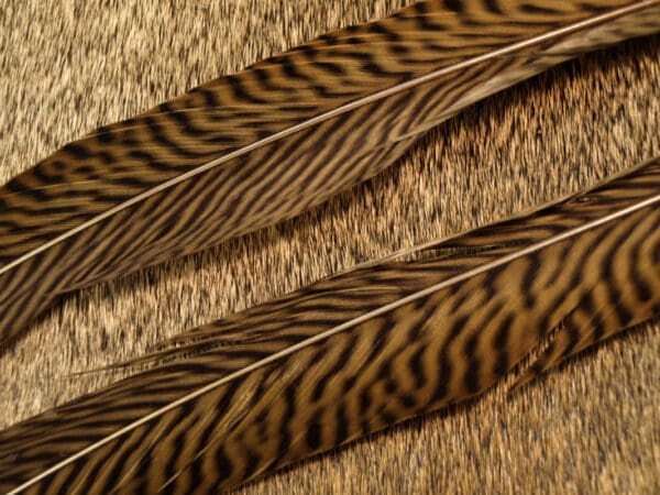 Golden Pheasant Feathers