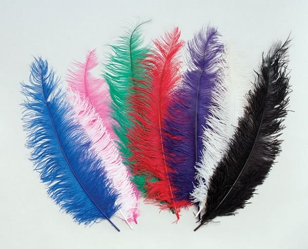 Black Ostrich Feathers  Wing