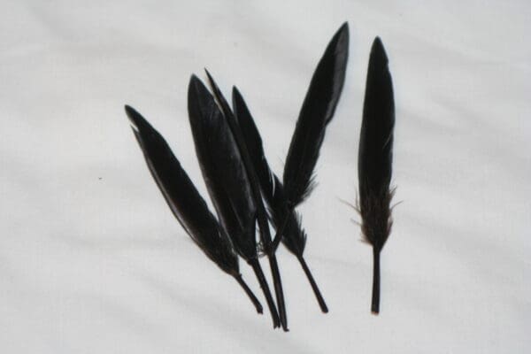 duck feathers black