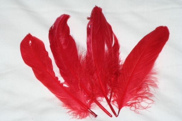 goose feathers red