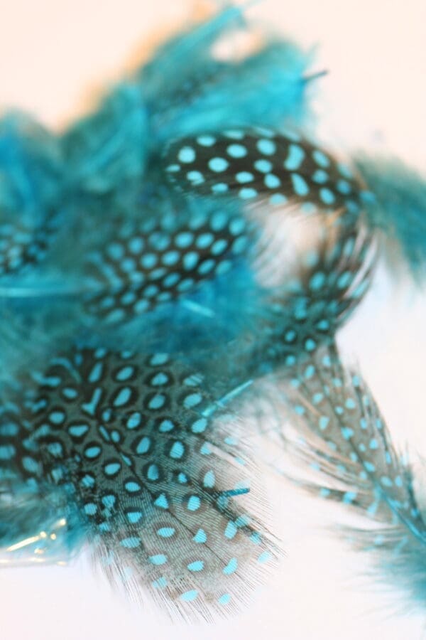 guinea fowl turquoise