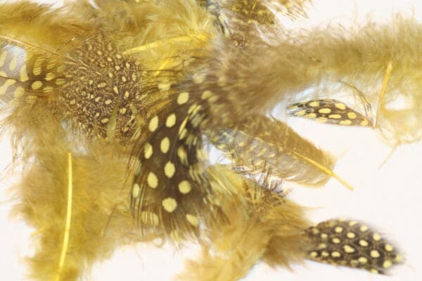 guinea fowl yellow