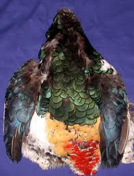 Lady Amethyst Pheasant skin