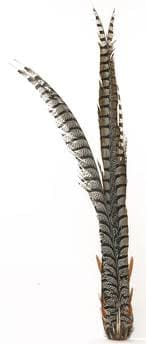 Lady Amethyst Pheasant Tail