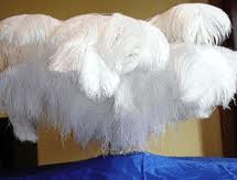 ostrich plume feather 24-26inch all colours