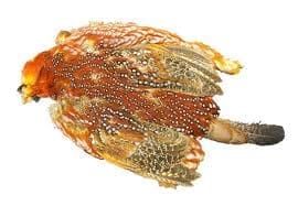Red Pheasant Skin