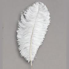 White Ostrich Feathers  Plume